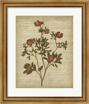 Framed Romantic Pressed Flowers I Print