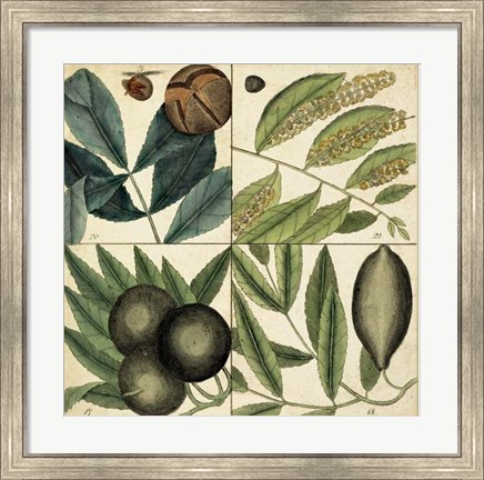 Framed Catesby Leaf Quadrant IV Print