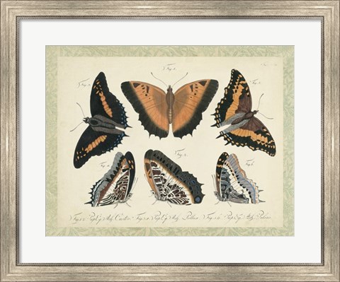 Framed Bookplate Butterflies Trio I Print