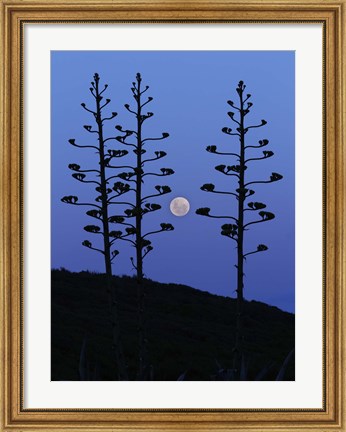 Framed moon rising between agave trees, Miramar, Argentina Print