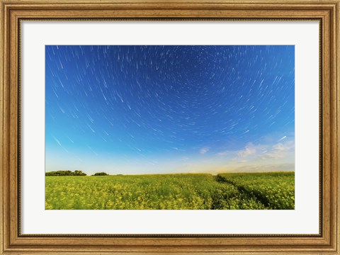 Framed Circumpolar star trails over a canola field in southern Alberta, Canada Print