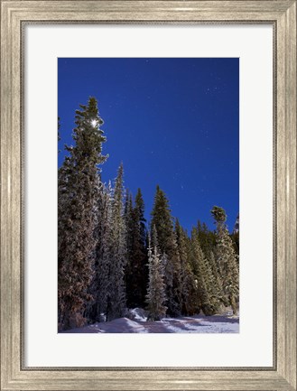 Framed Orion constellation above winter pine trees in Alberta, Canada Print