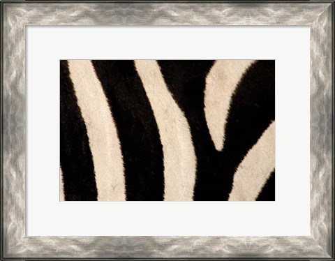 Framed Close-up of Zebra Stripes, Masai Mara, Kenya Print