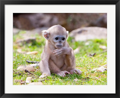 Framed Golden Monkeys, China Print