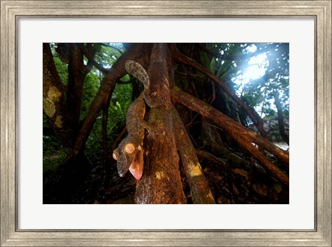 Framed Giant leaf-tailed gecko (Uroplatus fimbriatus), Nosy Mangabe Reserve, Madagascar Print