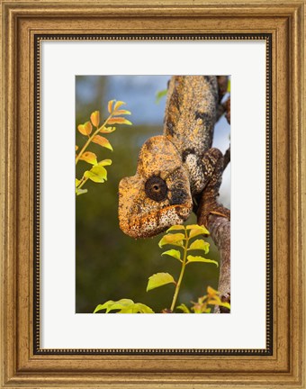 Framed Giant Madagascar or Oustalet&#39;s Chameleon, Montagne des Francais Reserve Antsiranana, Northern Madagascar Print