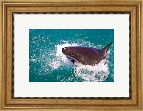 Framed Great White Shark, Capetown, False Bay, South Africa Print