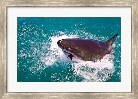 Framed Great White Shark, Capetown, False Bay, South Africa Print