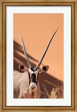 Framed Close-up of Oryx, Namib-Naukluft Park, Namibia, Africa Print