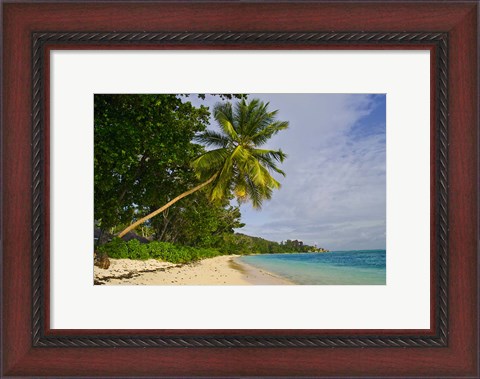 Framed Leaning palm. Anse-Source D&#39;Argent Beach, Seychelles, Africa Print