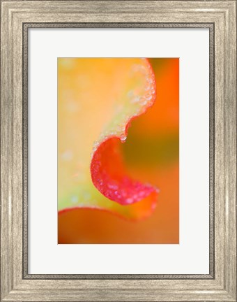 Framed Flower Petal with Rain Drop Print