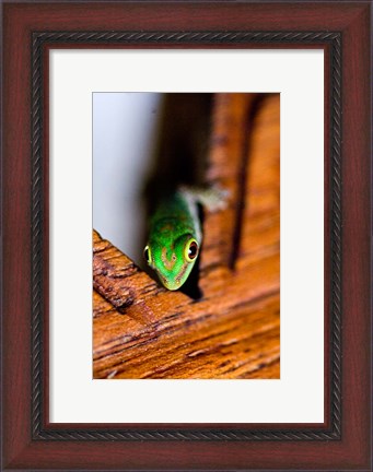 Framed Gecko lizard, Fregate Island Resort, Seychelles Print