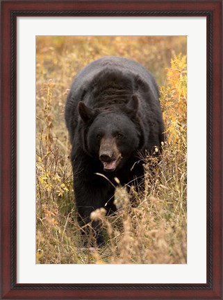 Framed Black Bear walking in brush, Montana Print