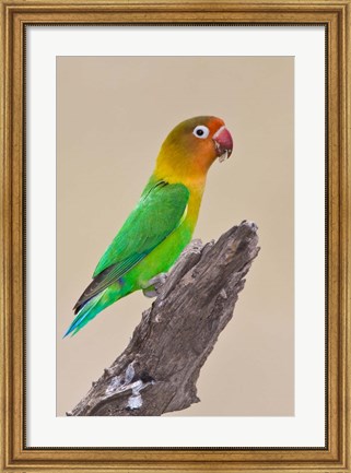 Framed Fischer&#39;s Lovebird tropical bird, Ndutu, Tanzania Print