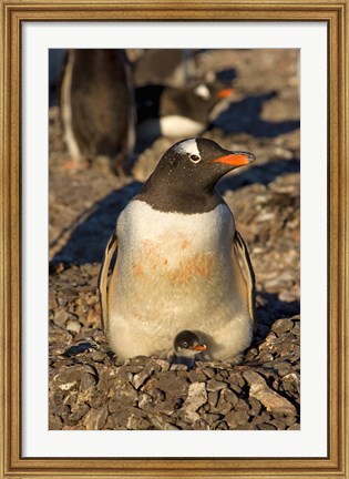 Framed Gentoo penguin, South Shetland Islands, Antarctica Print