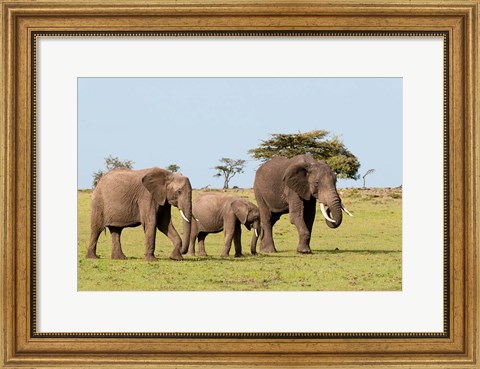 Framed Three African Elephants, Maasai Mara, Kenya Print