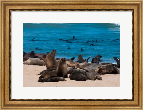 Framed Cape fur seasl, Skeleton Coast NP, Namibia. Print