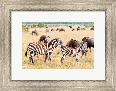 Framed Common Zebra or Burchell&#39;s Zebra, Maasai Mara National Reserve, Kenya Print