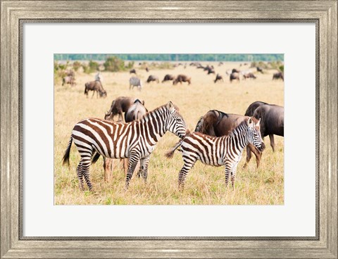 Framed Common Zebra or Burchell&#39;s Zebra, Maasai Mara National Reserve, Kenya Print