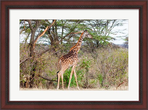 Framed Giraffe, Maasai Mara National Reserve, Kenya Print