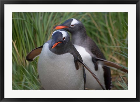 Framed Gentoo Penguin in the grass, Cooper Baby, South Georgia, Antarctica Print