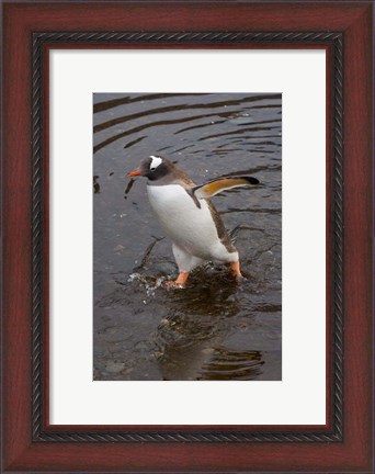 Framed Gentoo Penguin, Hercules Bay, South Georgia, Antarctica Print