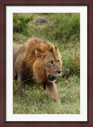 Framed Adult male lion, Lake Nakuru National Park, Kenya Print