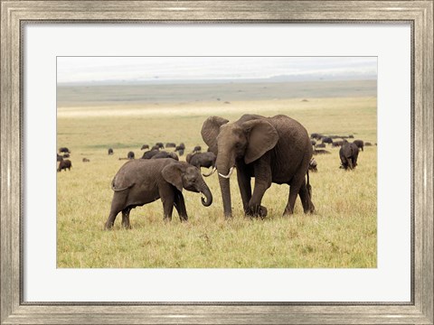 Framed Herd of African elephants, Maasai Mara, Kenya Print