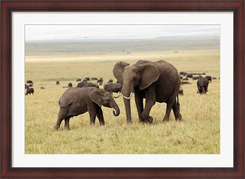 Framed Herd of African elephants, Maasai Mara, Kenya Print