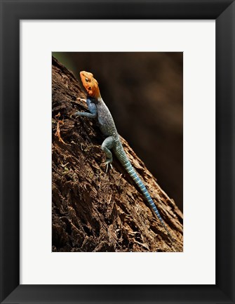 Framed Agama Lizard, Samburu National Game Reserve, Kenya Print