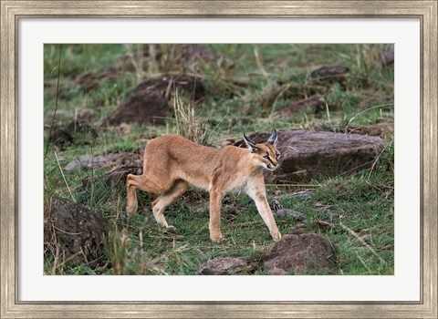 Framed Caracal wildlife, Maasai Mara, Kenya Print