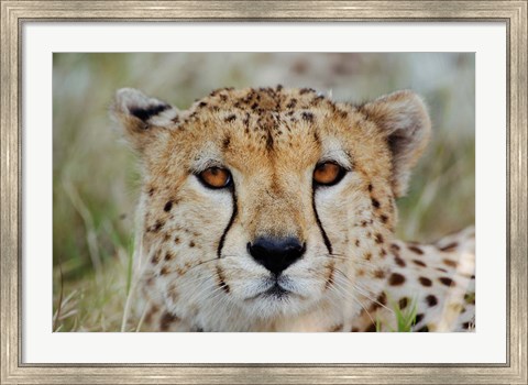 Framed Head of a Cheetah, Masai Mara Game Reserve, Kenya Print