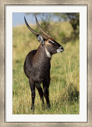 Framed Common Waterbuck wildlife, Maasai Mara, Kenya Print