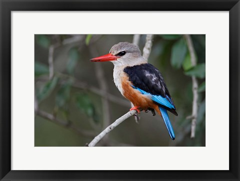 Framed Grey-headed Kingfisher bird, Maasai Mara, Kenya Print