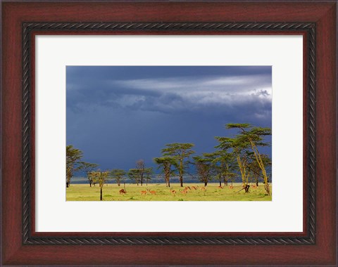 Framed Herd of male Impala, Lake Nakuru, Lake Nakuru National Park, Kenya Print