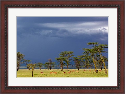 Framed Herd of male Impala, Lake Nakuru, Lake Nakuru National Park, Kenya Print