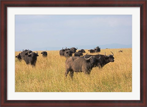 Framed African Buffalo (Syncerus caffer), Mount Kenya National Park, Kenya Print