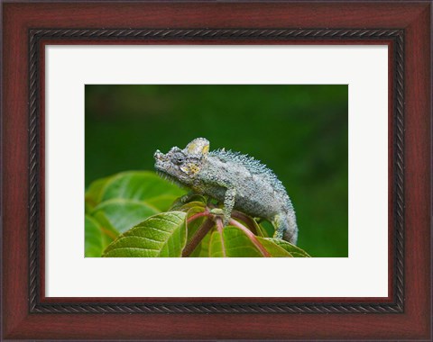 Framed Chameleon on leaves, Nakuru, Kenya Print