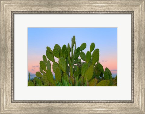 Framed Dry Forest, Berenty National park, Toliara, Madagascar Print