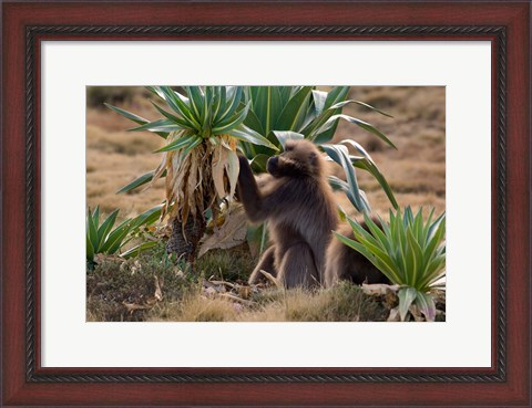 Framed Gelada Baboons With Giant Lobelia, Simen National Park, Northern Ethiopia Print