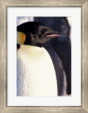 Framed Emperor Penguin, Antarctica Print