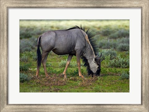 Framed Blue wildebeest, Etosha National Park, Namibia Print