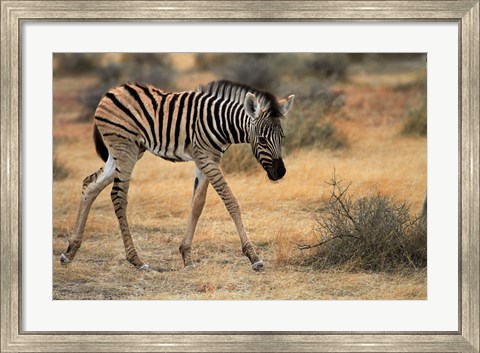 Framed Burchells zebra foal, burchellii, Etosha NP, Namibia, Africa. Print