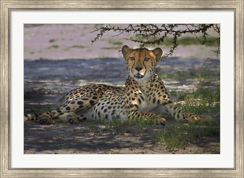 Framed Cheetah,Acinonyx jubatus, Nxai Pan NP, Botswana, Africa Print