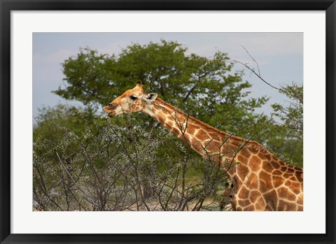 Framed Giraffe, Namibia Print