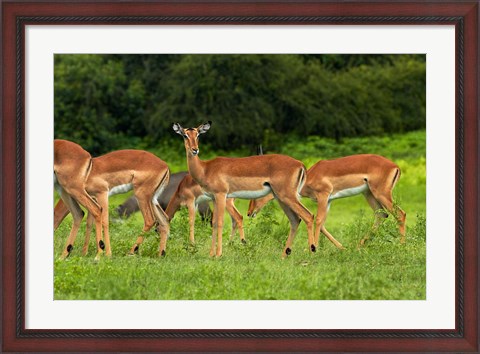 Framed Herd of Impala, by Chobe River, Chobe NP, Kasane, Botswana, Africa Print