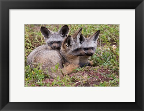 Framed Bat-eared foxes, Serengeti National Park, Tanzania Print