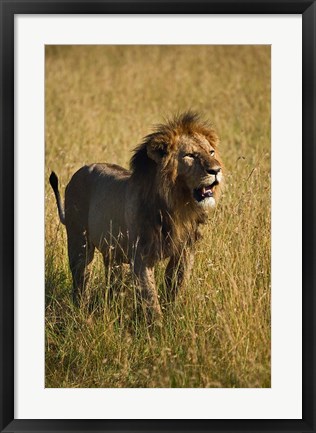 Framed Black maned male Lion, Panthera leo, Masai Mara, Kenya Print