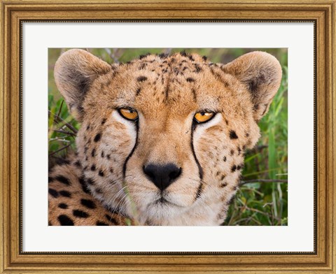 Framed Cheetah, Serengeti National Park, Tanzania Print