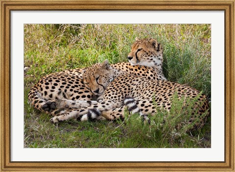 Framed Cheetahs, Serengeti National Park, Tanzania Print